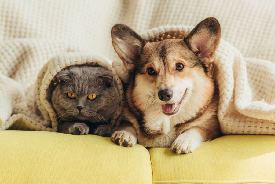 Cuidados com os pets durante o inverno